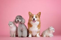 Annual General Merchandise, Pet & Candy Show Orlando 2026